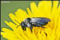 Andrena cineraria